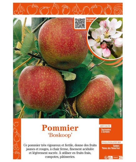 POMMIER BOSKOOP