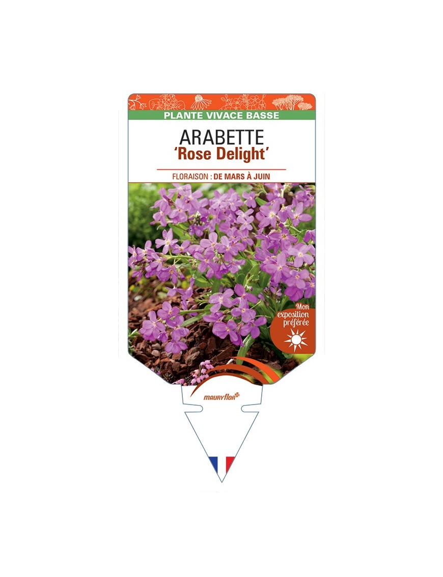 ARABETTE (blepharophylla) Rose Delight