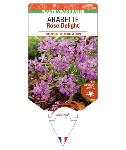 ARABETTE (blepharophylla) Rose Delight