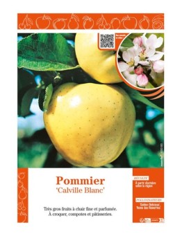 POMMIER CALVILLE BLANC