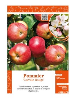 POMMIER CALVILLE ROUGE