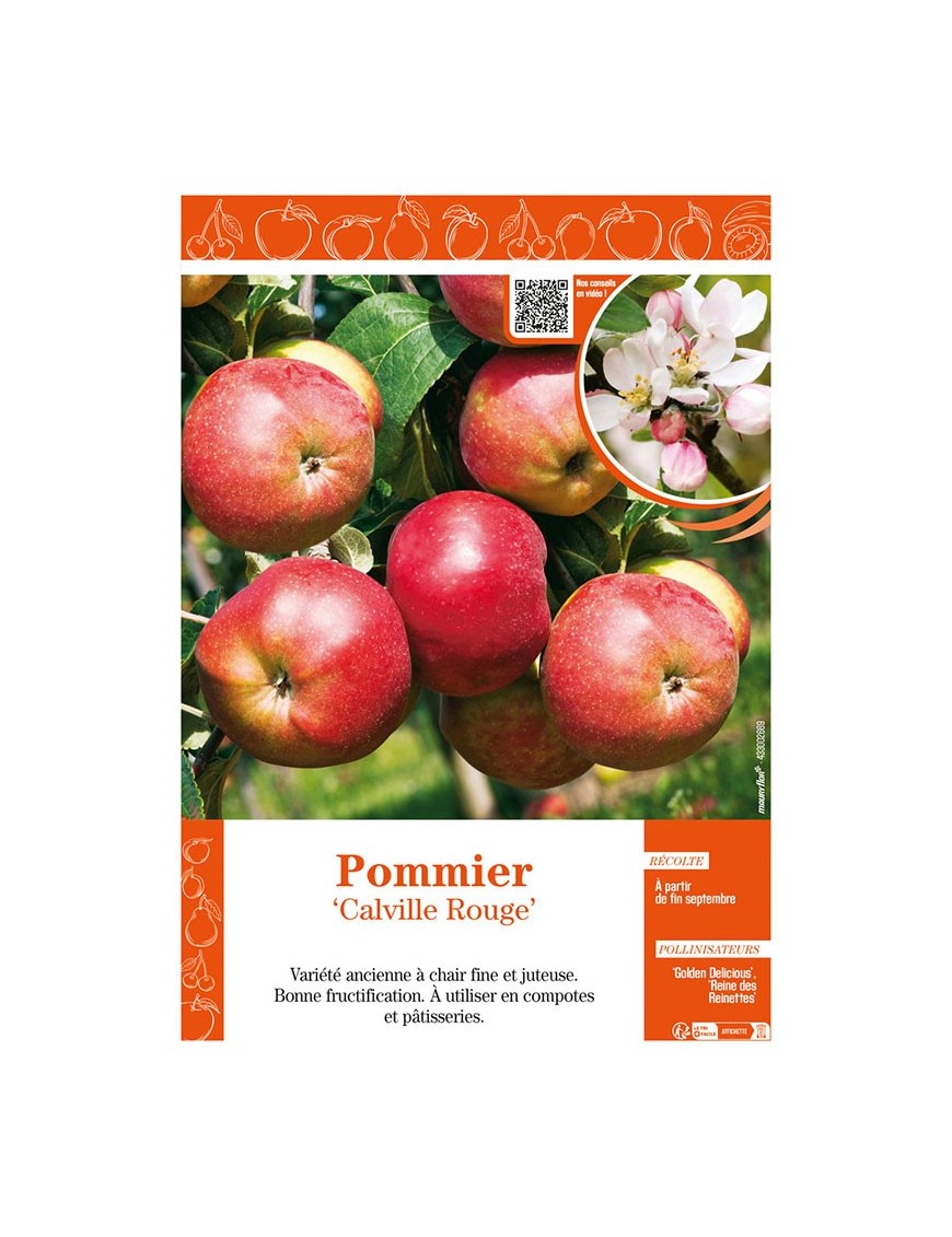 POMMIER CALVILLE ROUGE