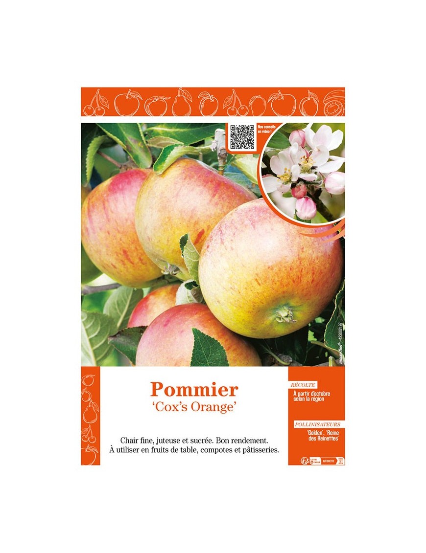 POMMIER COX'S ORANGE