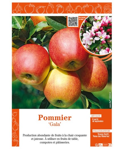 POMMIER GALA