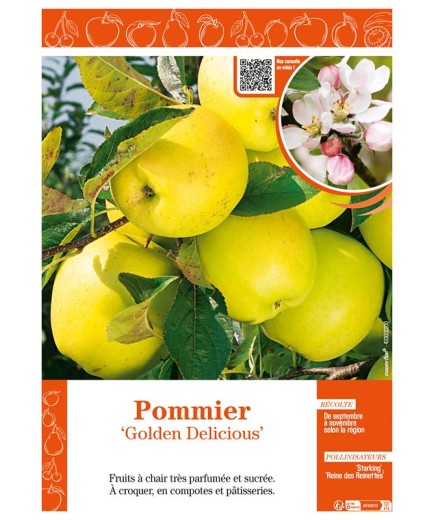 POMMIER GOLDEN DELICIOUS