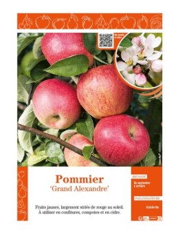 POMMIER GRAND ALEXANDRE