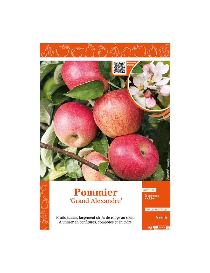 POMMIER GRAND ALEXANDRE