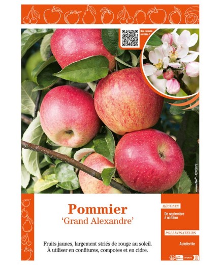 POMMIER GRAND ALEXANDRE