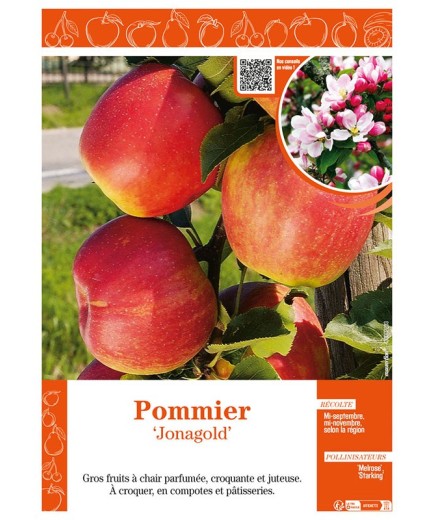 POMMIER JONAGOLD