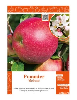 POMMIER MELROSE