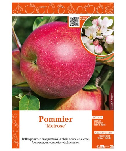 POMMIER MELROSE