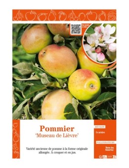 POMMIER MUSEAU LIÈVRE