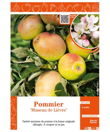 POMMIER MUSEAU LIÈVRE