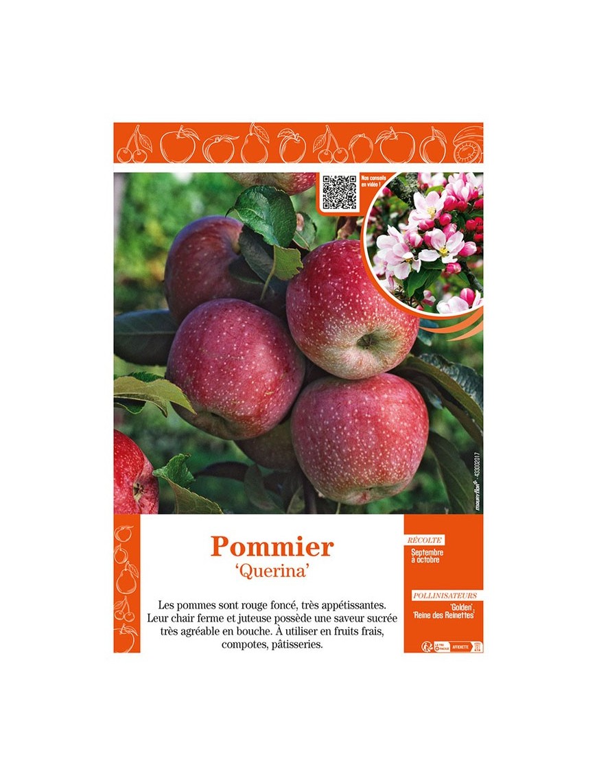 POMMIER QUERINA