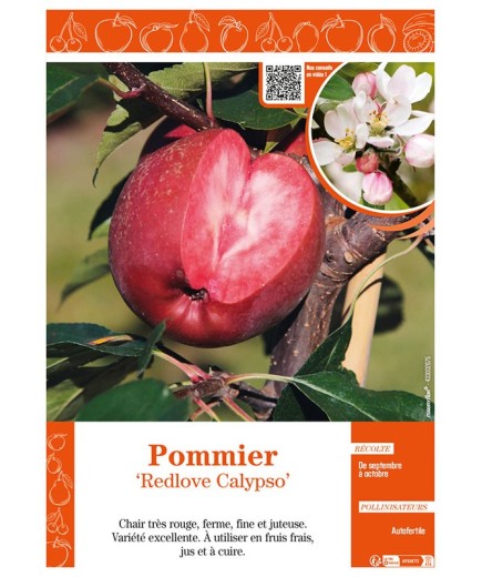 POMMIER REDLOVE CALYPSO