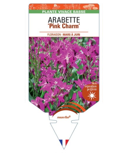 ARABETTE (blepharophylla) Pink Charm