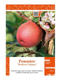 POMMIER REDLOVE ODYSSO