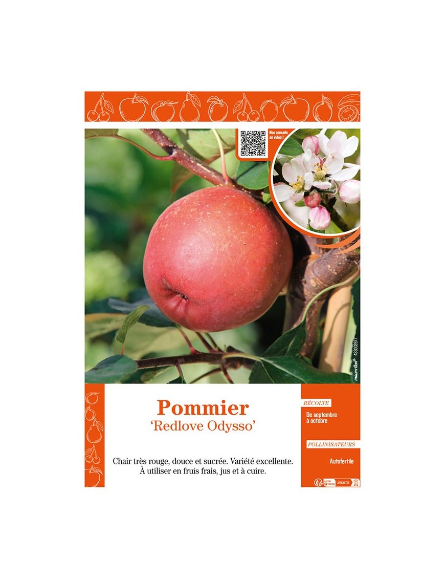 POMMIER REDLOVE ODYSSO