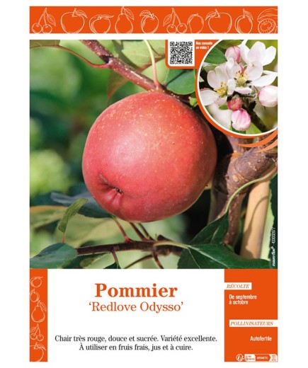 POMMIER REDLOVE ODYSSO
