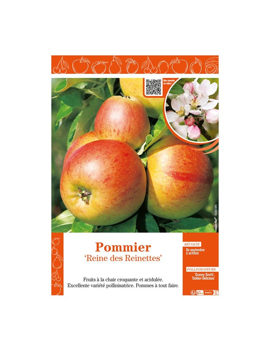 POMMIER REINE DES REINETTES
