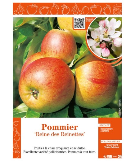 POMMIER REINE DES REINETTES
