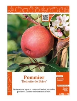 POMMIER REINETTE DE BRIVE