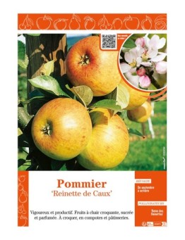 POMMIER REINETTE DE CAUX