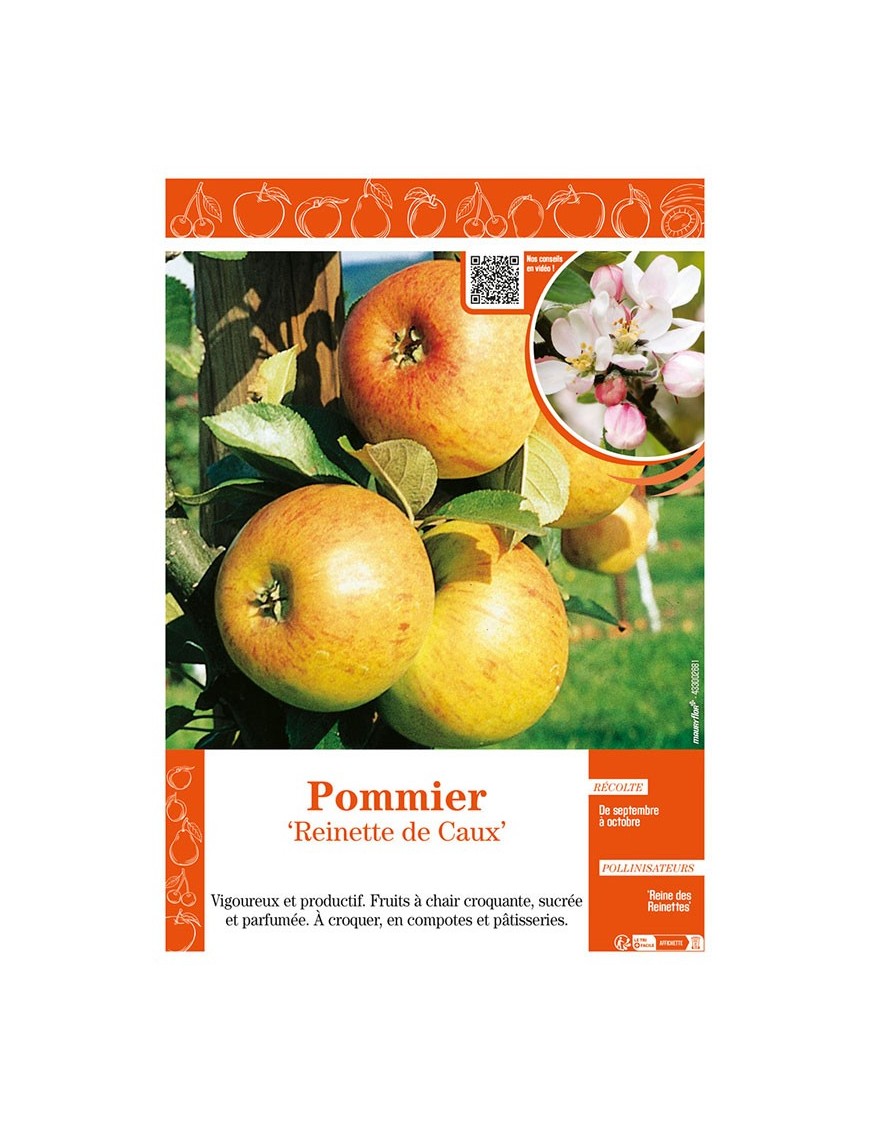 POMMIER REINETTE DE CAUX