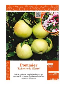 POMMIER REINETTE DE L'ESTRE