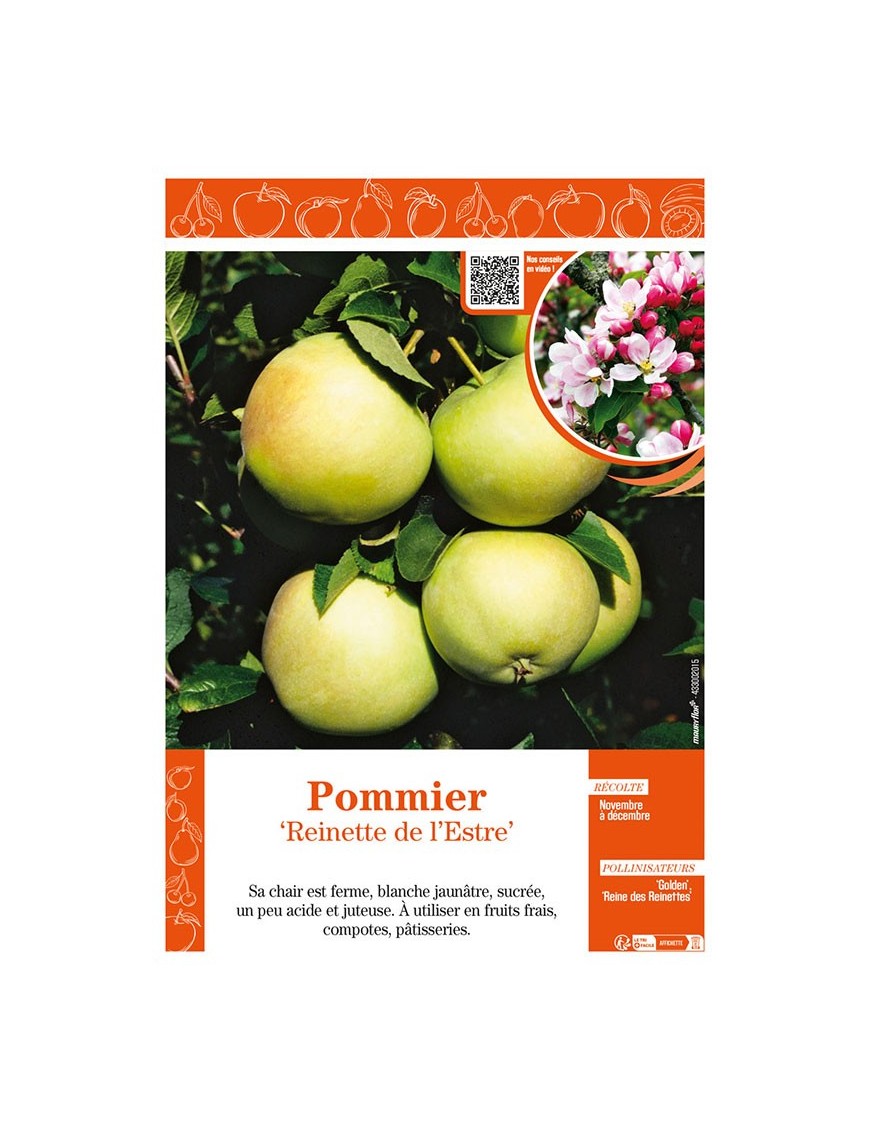 POMMIER REINETTE DE L'ESTRE