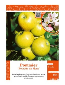 POMMIER REINETTE DU MANS