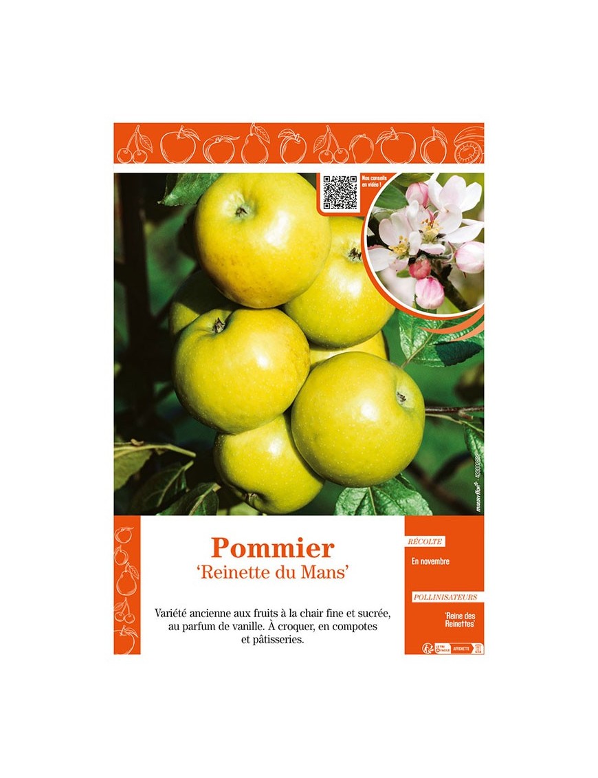 POMMIER REINETTE DU MANS