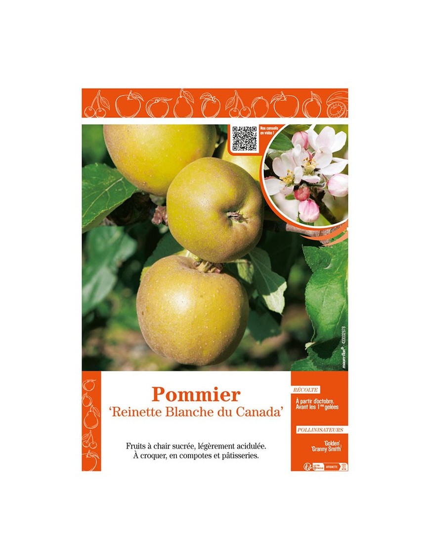 POMMIER REINETTE BLANCHE DU CANADA