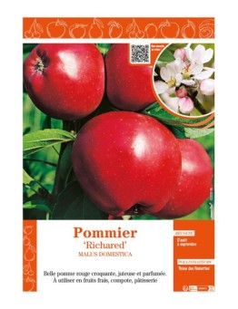 POMMIER RICHARED