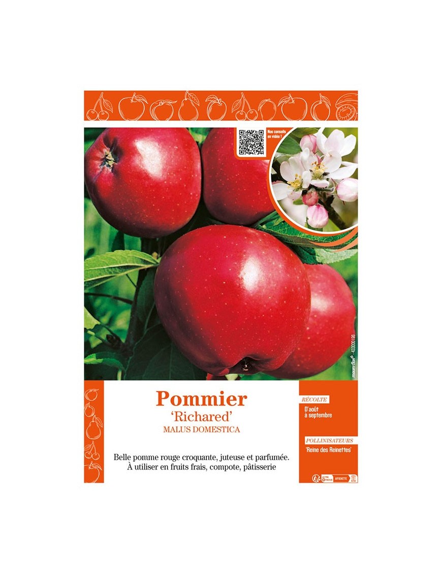 POMMIER RICHARED
