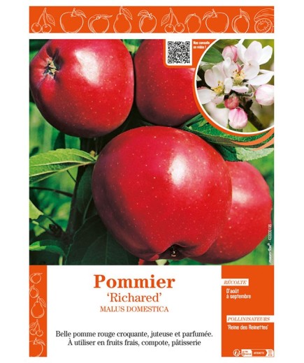 POMMIER RICHARED