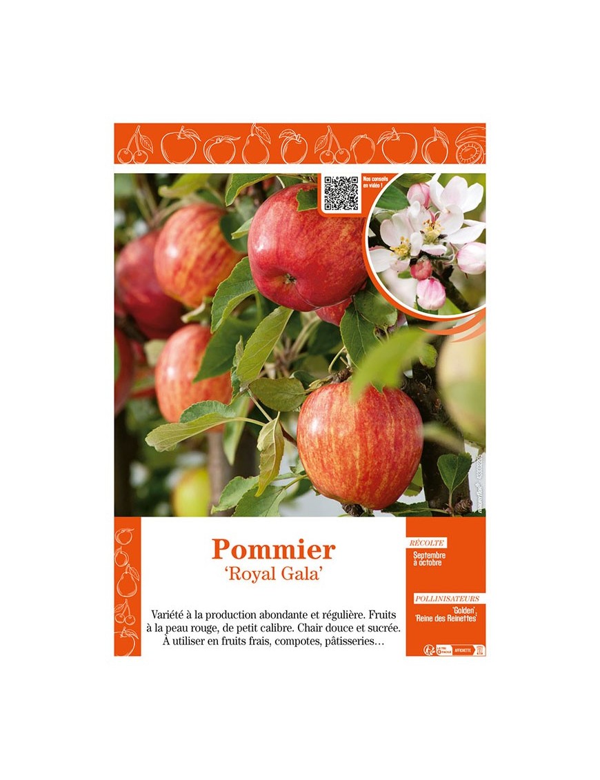 POMMIER ROYAL GALA