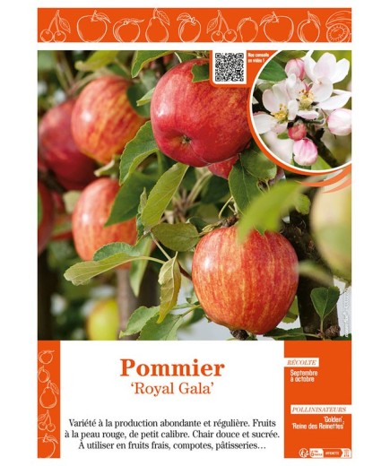 POMMIER ROYAL GALA
