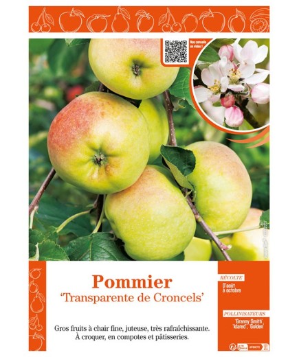 POMMIER TRANSPARENTE DE CRONCELS