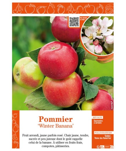 POMMIER WINTER BANANA
