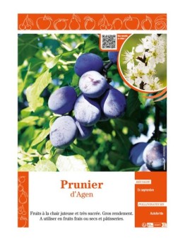 PRUNIER D'AGEN