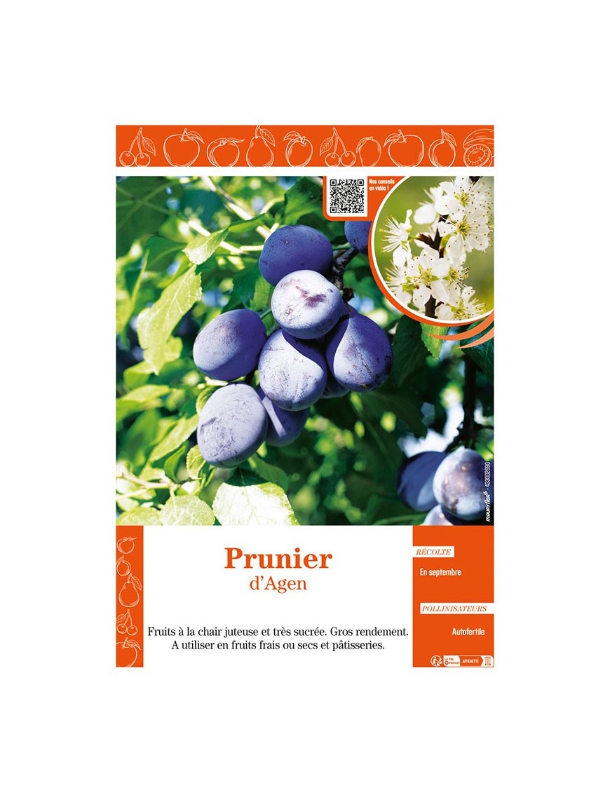 PRUNIER D'AGEN