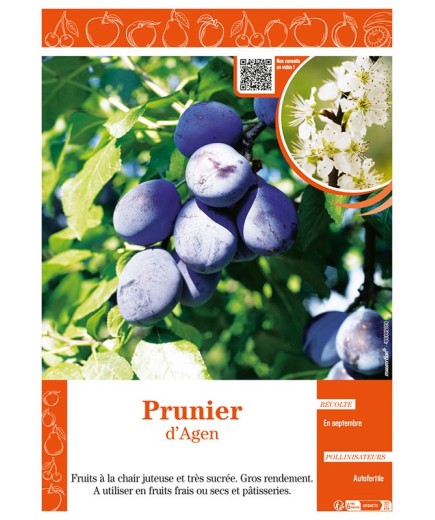 PRUNIER D'AGEN