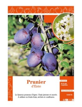 PRUNIER D'ENTE