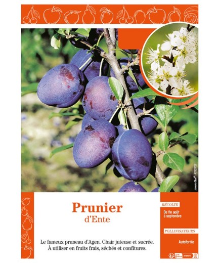 PRUNIER D'ENTE