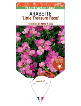 ARABETTE (caucasica) Little Treasure Rose