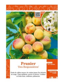 PRUNIER DES BESJONNIÈRES