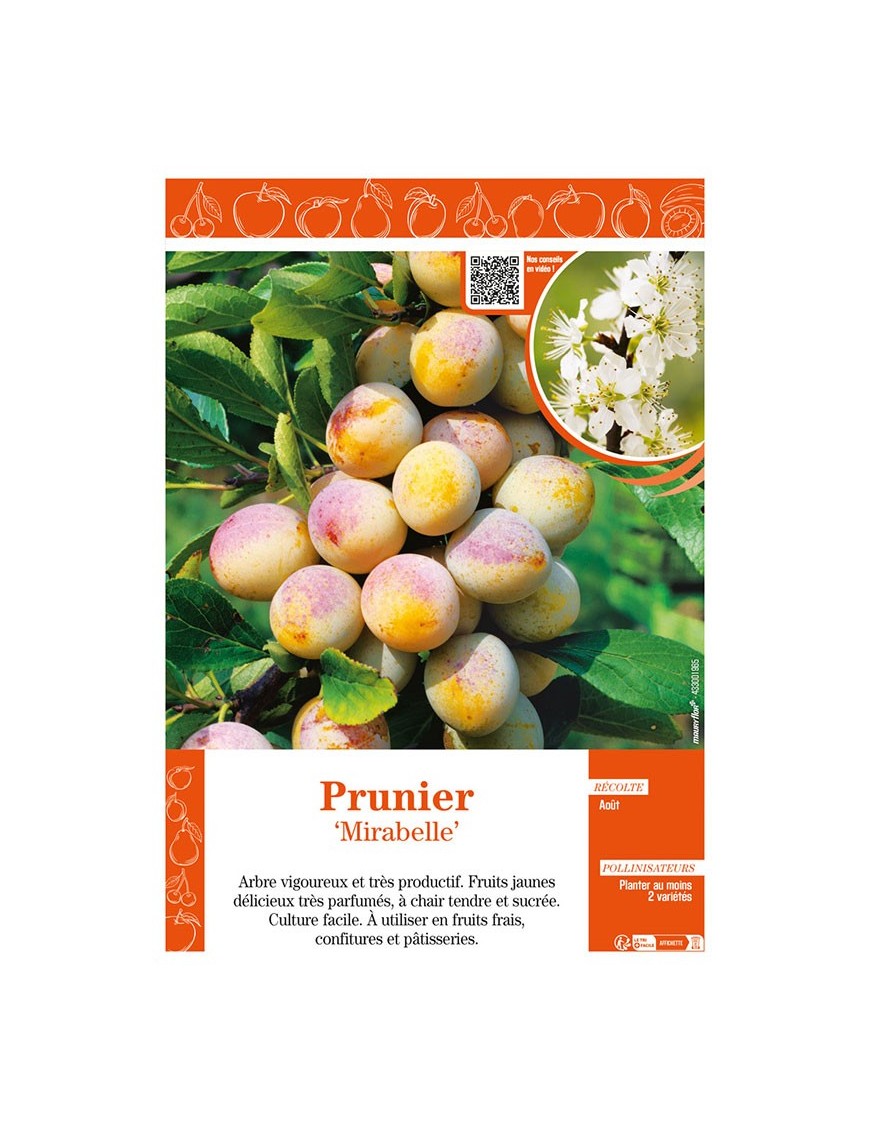 PRUNIER MIRABELLE