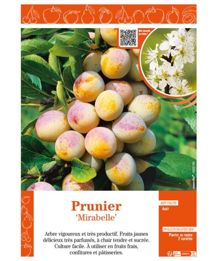 PRUNIER MIRABELLE