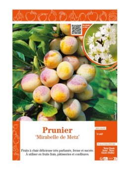 PRUNIER MIRABELLE DE METZ